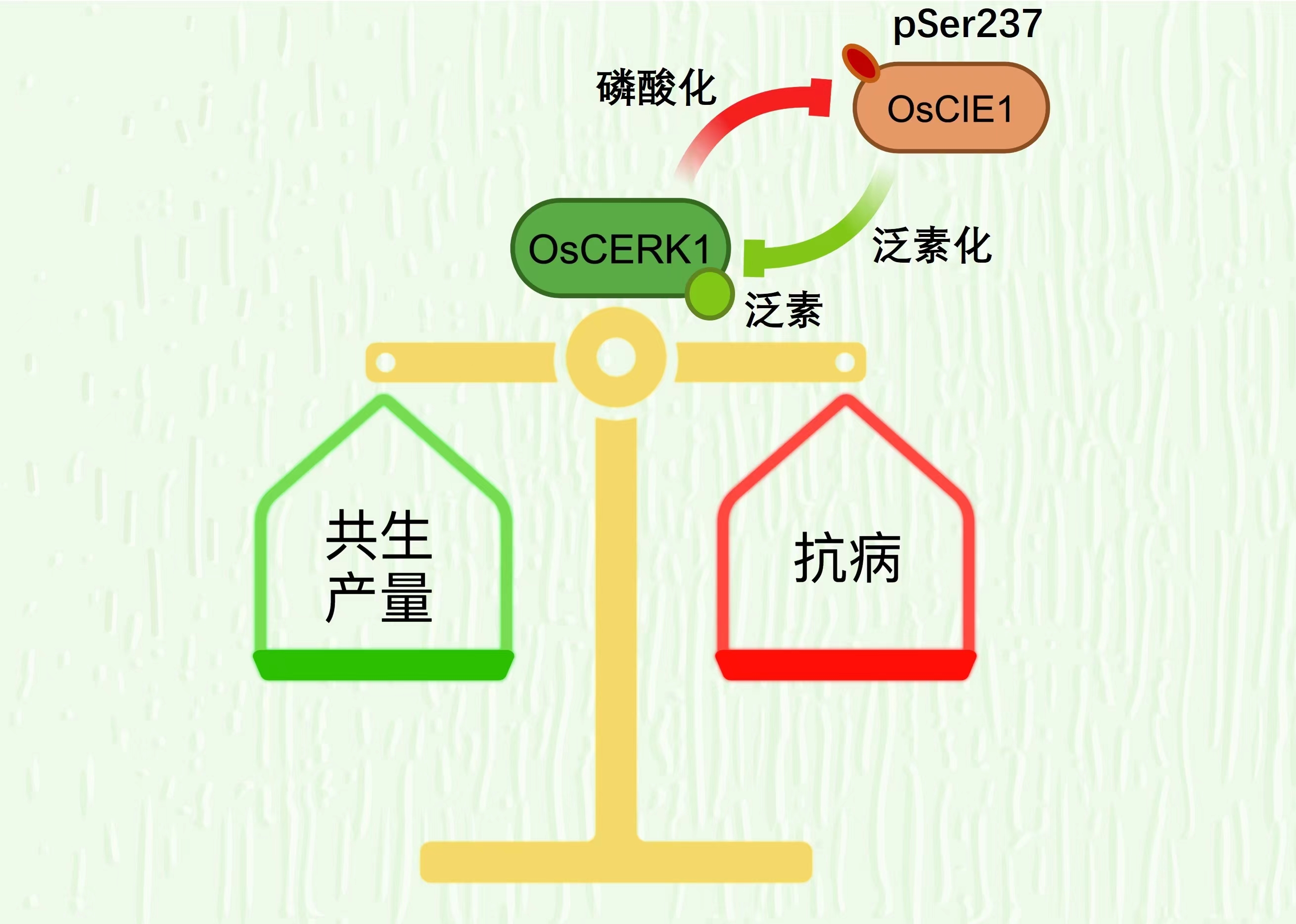 澳门三肖三码精准100%管家婆,平衡策略实施_9DM58.161