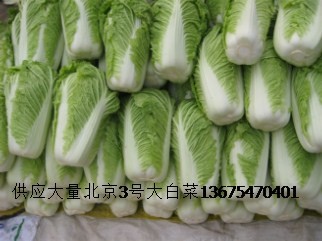 山东白菜最新价格动态解析