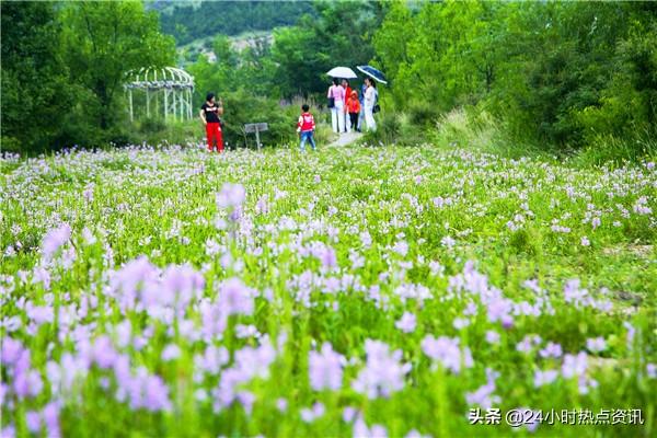 山西活立木，最新发展动态与未来展望